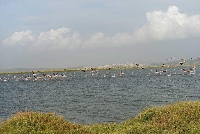Yabancılar Kuş Cennetini Temizleyecek 1