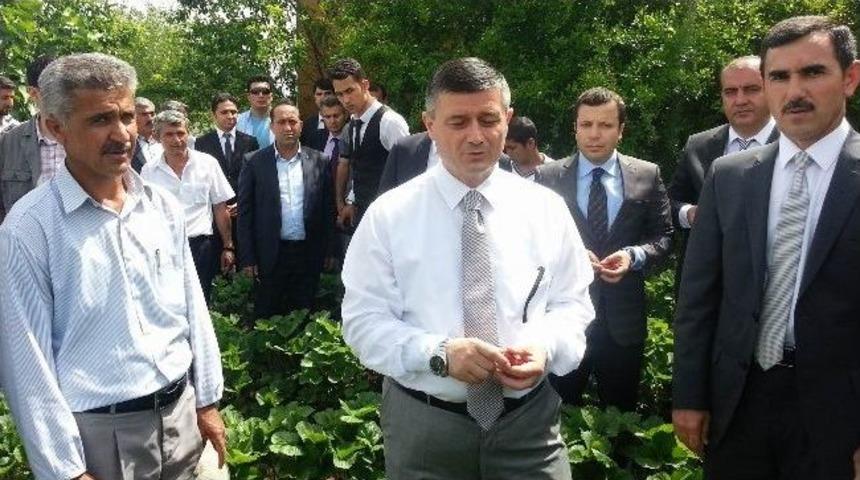 Batman Valisi Yılmaz Arslan, Sason&rsquo;da &Ccedil;ilek Bah&ccedil;elerini Gezdi