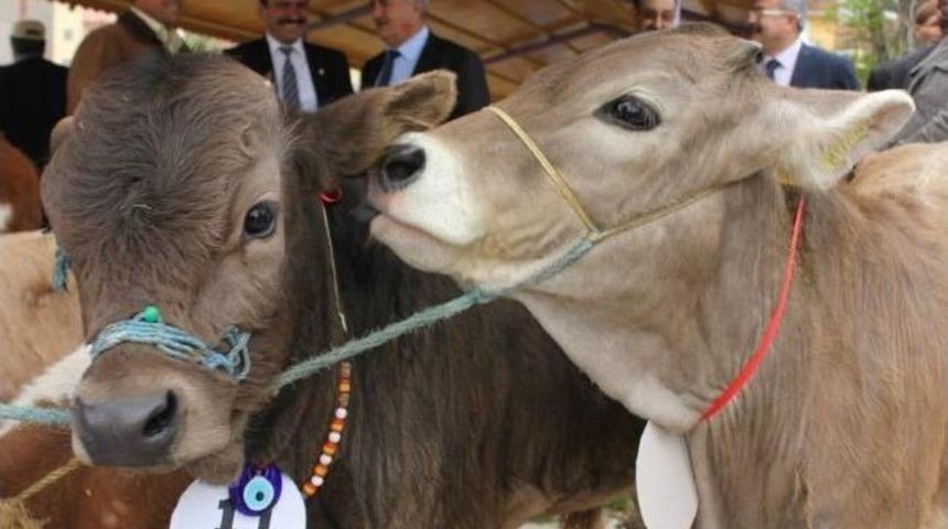 Buzağı G&uuml;zellik Yarışması