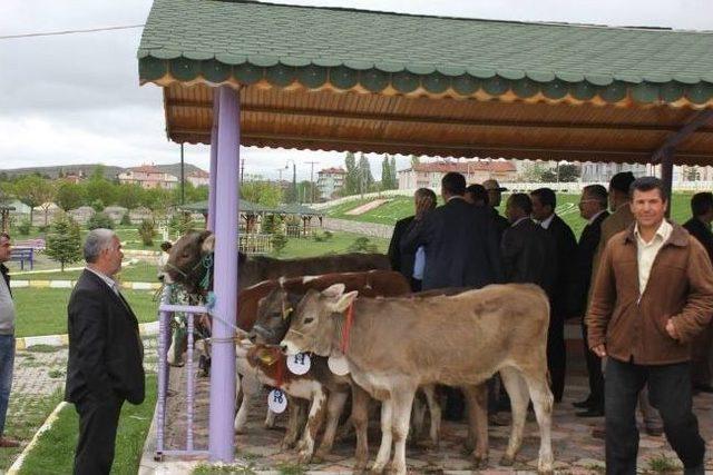 Buzağı Güzellik Yarışması