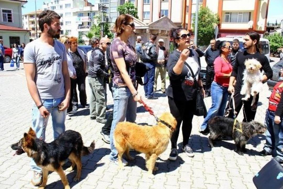 Kayıp Sokak K&ouml;pekleri İ&ccedil;in Toplandılar