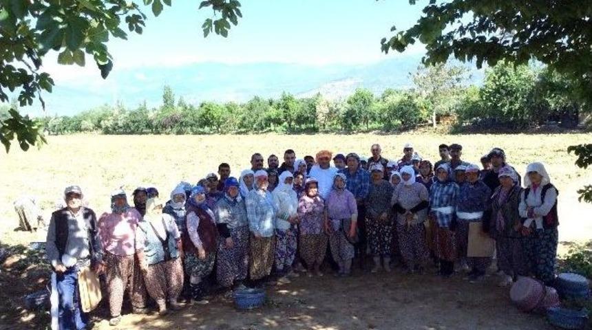 &Ouml;demiş'in Sarı Altın'ı Patates Y&uuml;z G&uuml;ld&uuml;r&uuml;yor