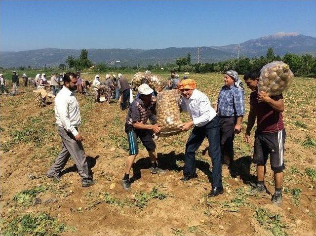 Ödemiş'in Sarı Altın'ı Patates Yüz Güldürüyor