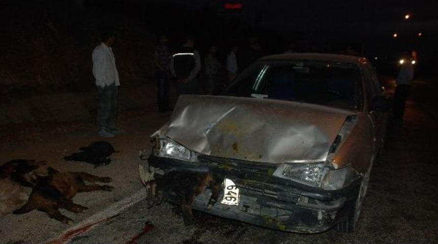 Otomobil S&uuml;r&uuml;n&uuml;n Arasına Daldı: 20 Hayvan Telef Oldu