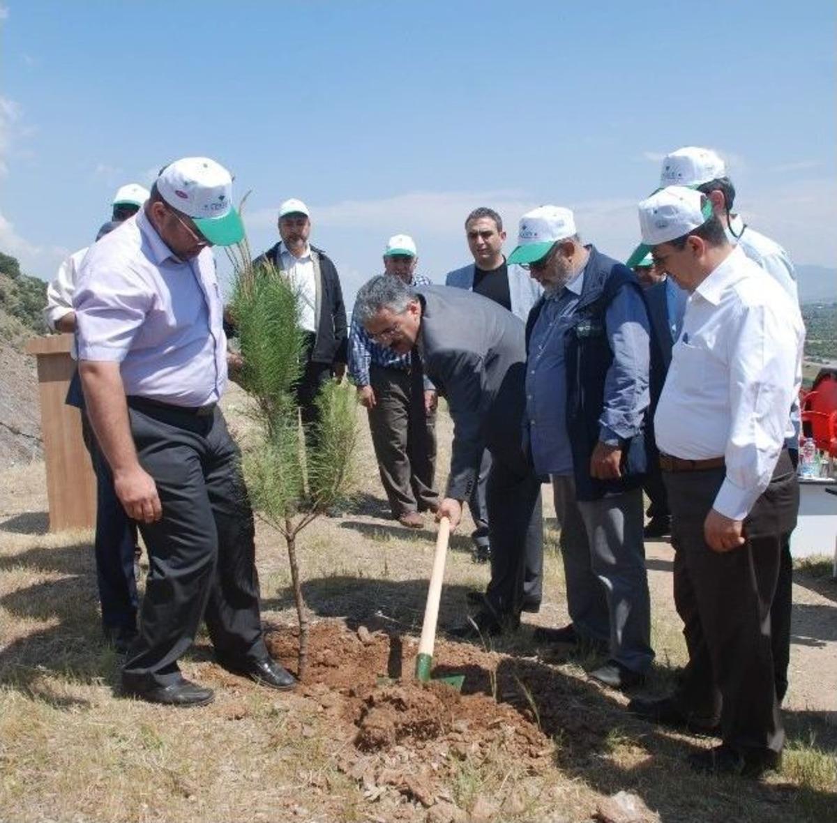 İncirliova&rsquo;da 400 Fıstık &Ccedil;am Fidanı Toprakla Buluştu