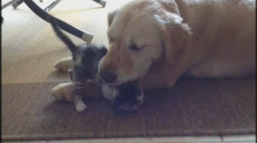 (&ouml;zel Haber) Golden Cinsi K&ouml;pek Kedilere Annelik Yapıyor