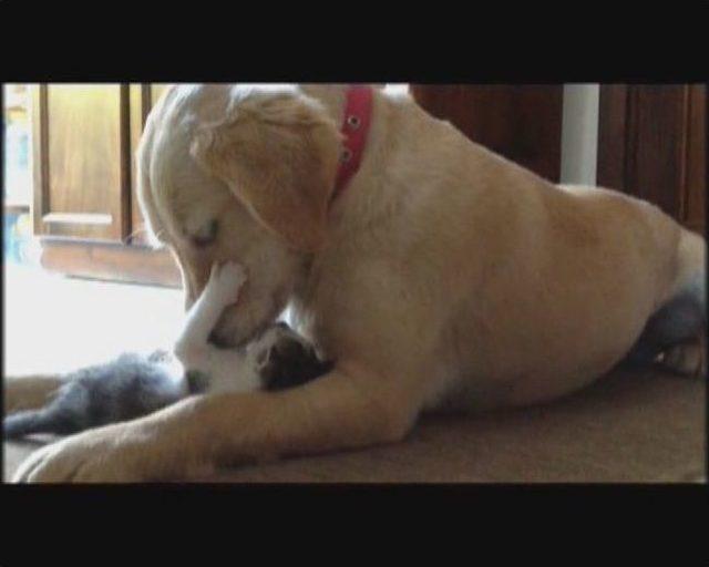 (&ouml;zel Haber) Golden Cinsi K&ouml;pek Kedilere Annelik Yapıyor 1