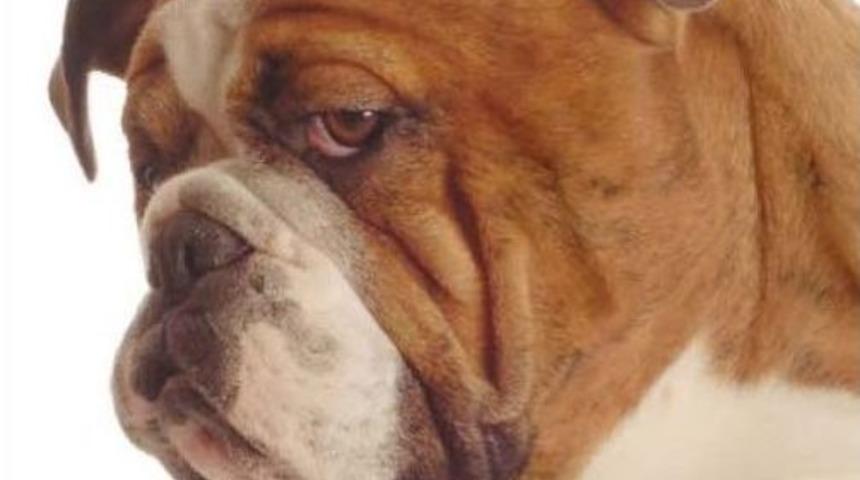 Evcil Hayvancılık İşadamları Derneği'nden Tepki