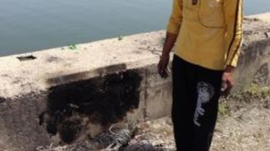 &Ccedil;aldığı Kabloyu Yakarken Yakalandı