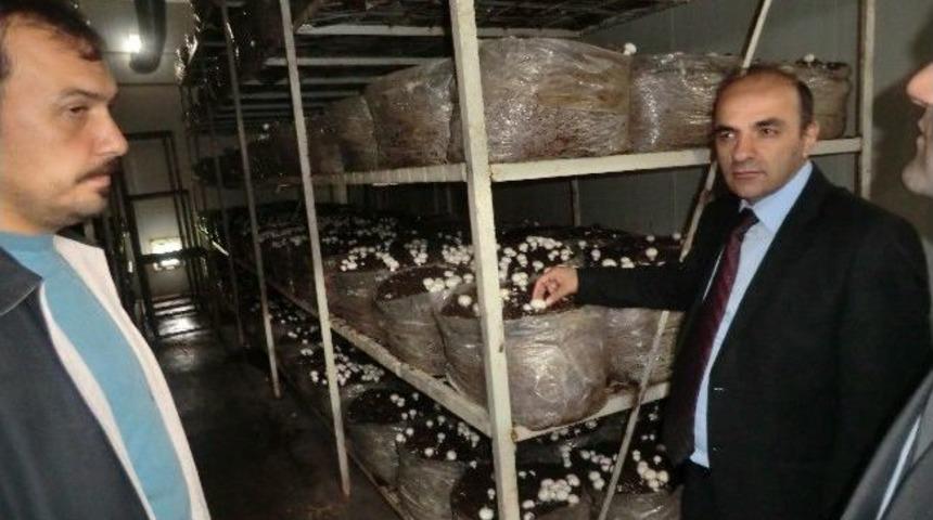 D&uuml;zce&rsquo;de 136 Ton Mantar &Uuml;retiliyor