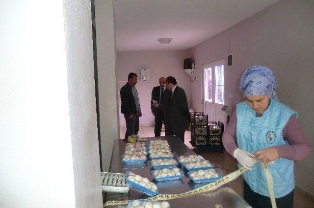 Düzce’de 136 Ton Mantar Üretiliyor