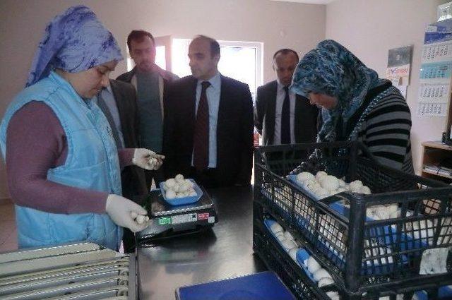 Düzce’de 136 Ton Mantar Üretiliyor