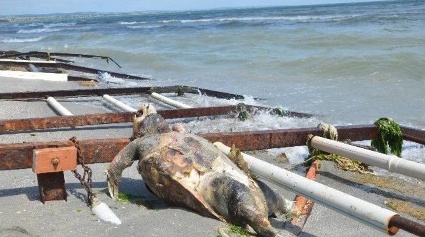 &Ouml;l&uuml; Caretta Caretta Kıyıya Vurdu