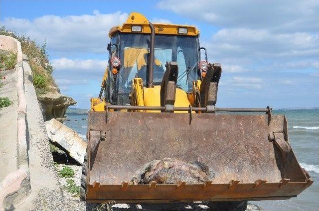 Ölü Caretta Caretta Kıyıya Vurdu