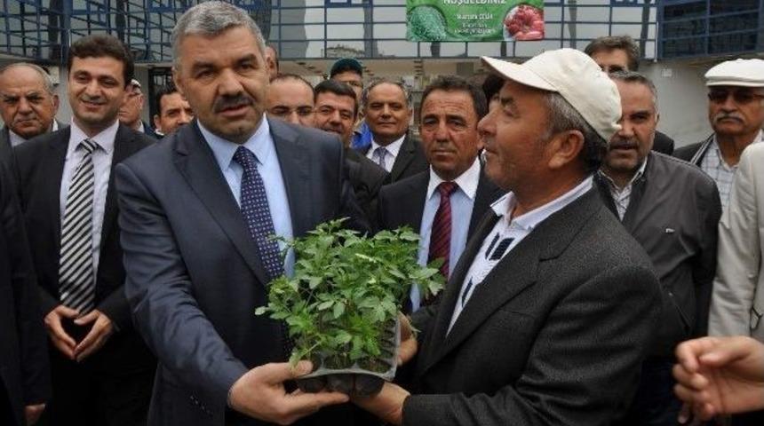 Vatandaşlar Organik Domates Fidesine Hücum Etti