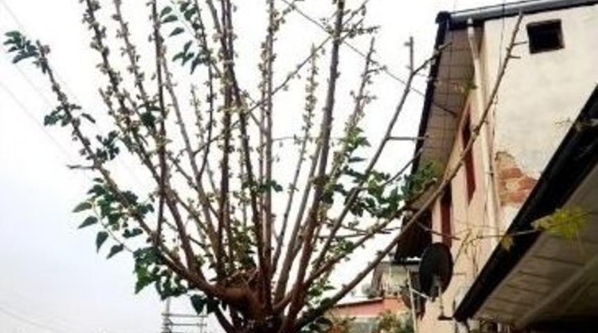 Yaprak Yok, Dut &Uuml;z&uuml;m&uuml; &Ccedil;ok