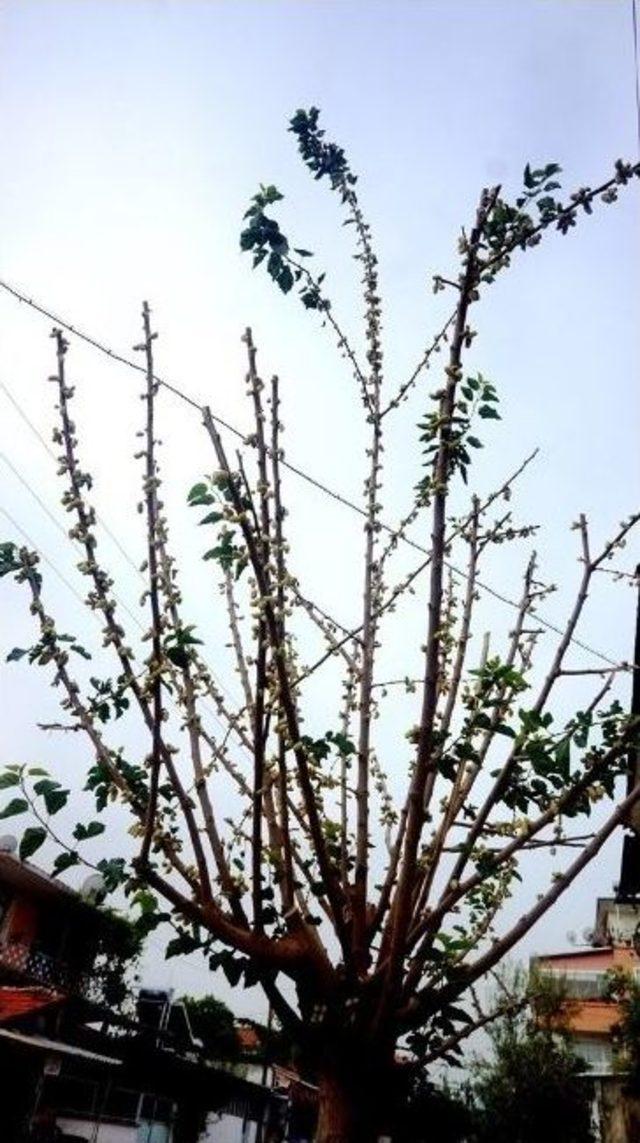 Yaprak Yok, Dut &Uuml;z&uuml;m&uuml; &Ccedil;ok 1