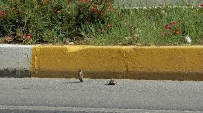 (&ouml;zel Haber) &Ouml;lm&uuml;ş Arkadaşının Başında Saatlerce Bekledi