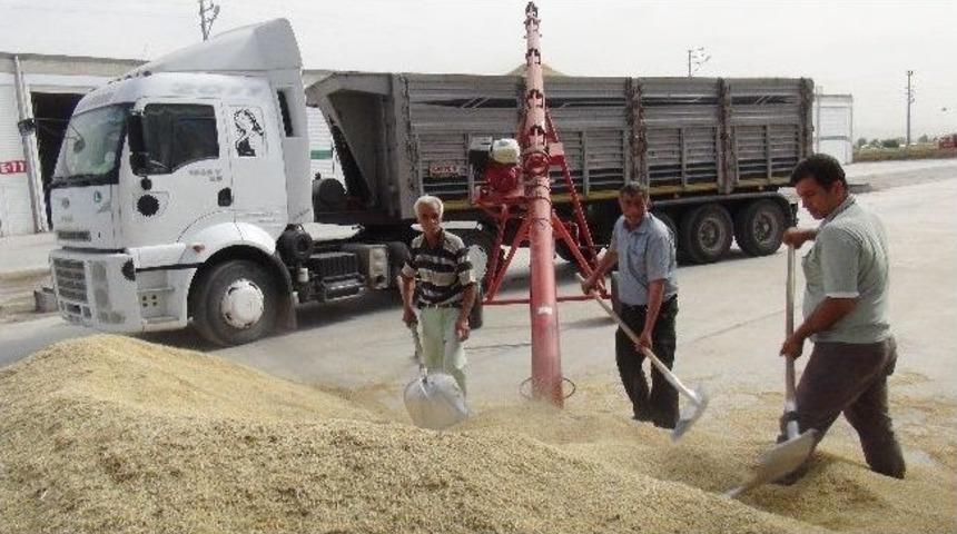 Kızıltepe'de Yılın İlk Arpa Hasadı Yapıldı