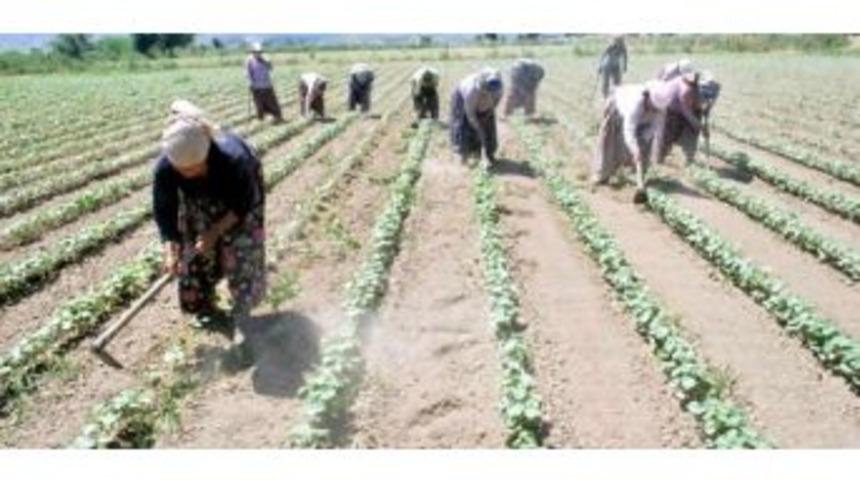 S&ouml;ke Ovası 2014 Yılı &Ccedil;apa &Uuml;cretleri Belli Oldu
