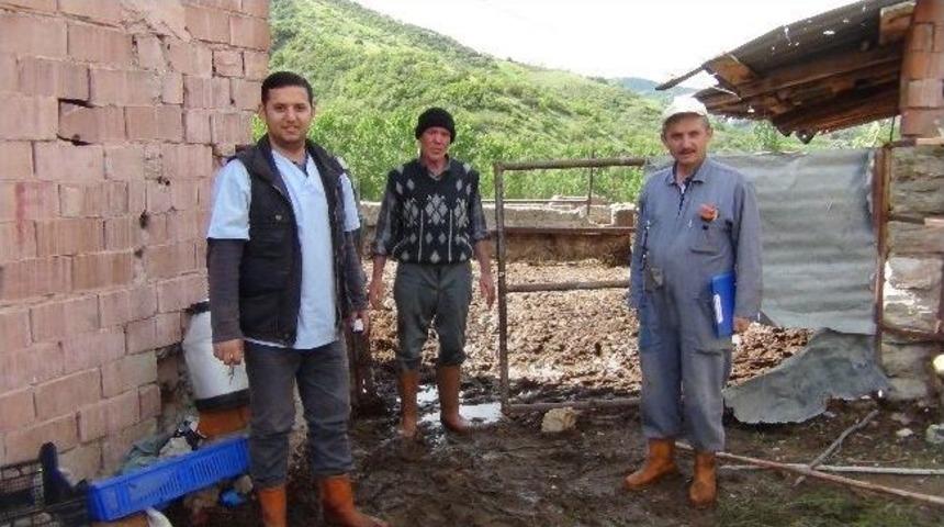 Demirci&rsquo;de 13 Bin B&uuml;y&uuml;kbaş Hayvana Şap Aşısı Yapıldı