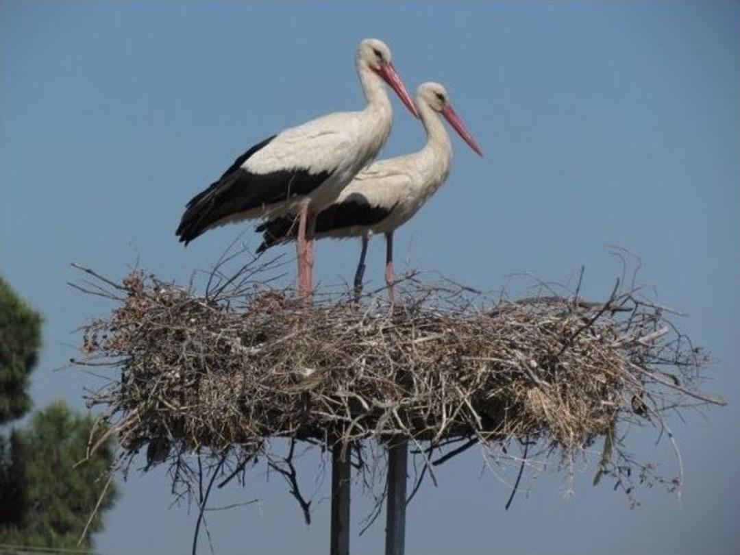 G&ouml;&ccedil;men Leyleklerin Sayımı Yapıldı