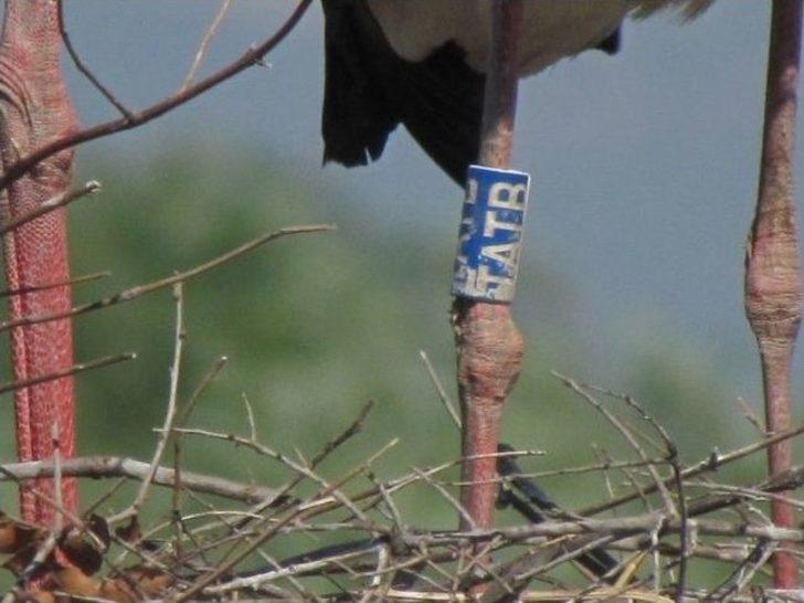 Göçmen Leyleklerin Sayımı Yapıldı G1