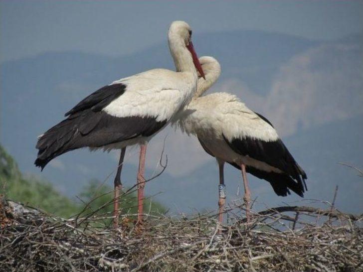 Göçmen Leyleklerin Sayımı Yapıldı G2