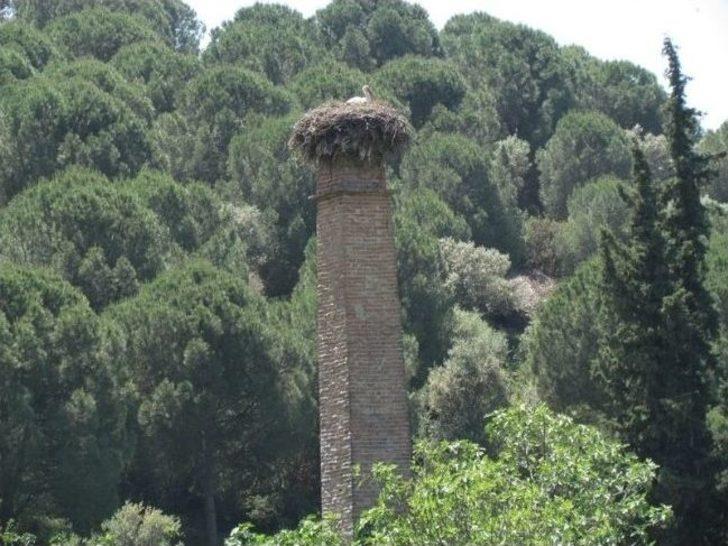 Göçmen Leyleklerin Sayımı Yapıldı G3