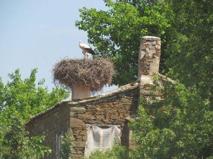 Göçmen Leyleklerin Sayımı Yapıldı G4