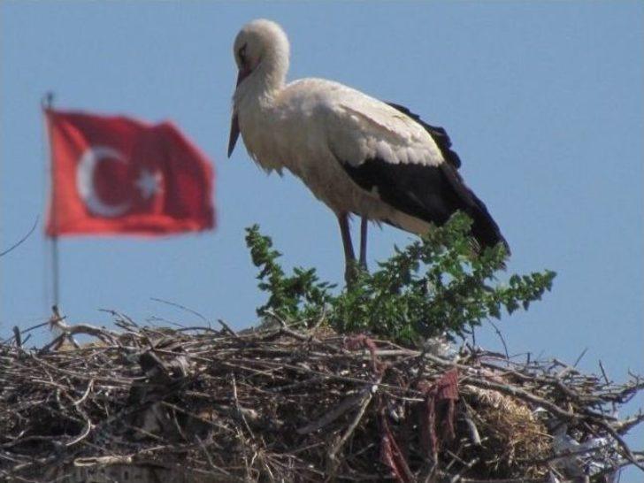 Göçmen Leyleklerin Sayımı Yapıldı G5