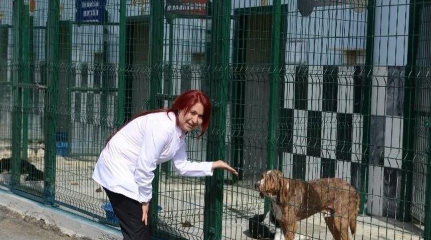Yaralı K&ouml;peğe Belediye Sahip &Ccedil;ıktı