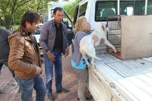 Yaralı Köpeğe Belediye Sahip Çıktı