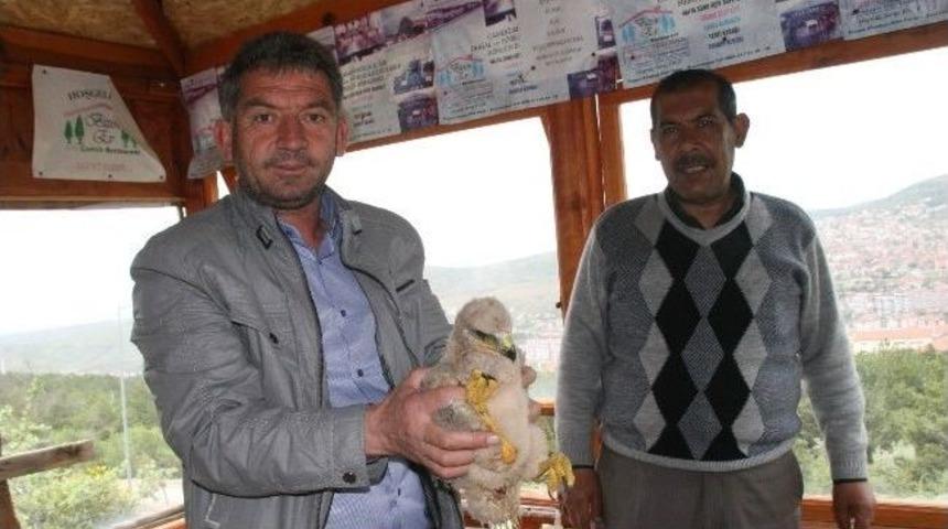 Yozgat&rsquo;ta Anneleri &Ouml;len 4 Yavru Kartal Koruma Altında