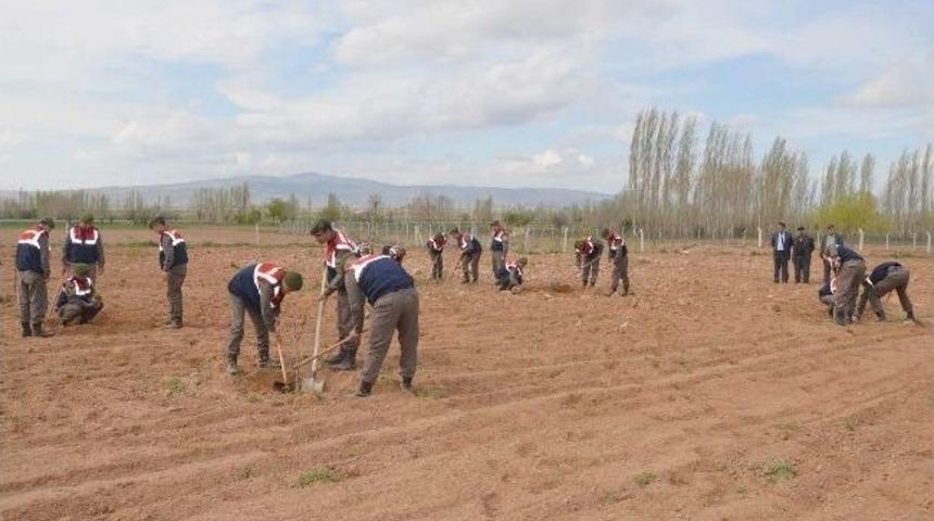 Bolvadin Jandarması Ceviz Ve Badem Fidanı Dikti