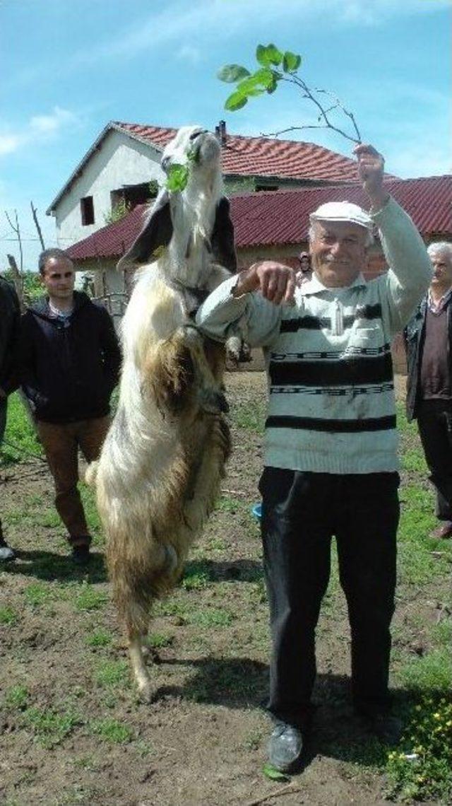 (özel Haber) Zonguldak’ta Halep Keçisi Yetiştiriciliği İlgi Odağı Oluyor