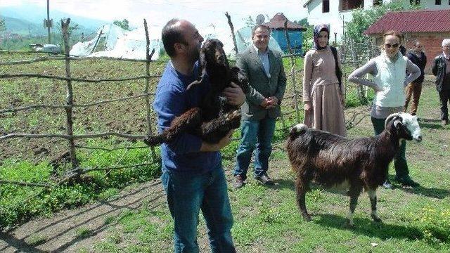 (özel Haber) Zonguldak’ta Halep Keçisi Yetiştiriciliği İlgi Odağı Oluyor