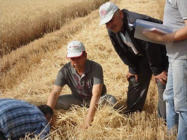 Kırıkhan da Sezonun İlk Buğday Hasadı Yapıldı 1