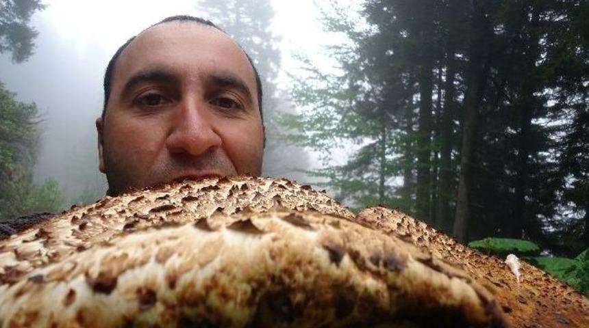 &Ccedil;ağman Mantarı Toplanmaya Başlandı