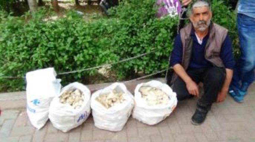 Tunceli&rsquo;de '&ccedil;ar&ccedil;ur Mantarı' İşsizlerin Ekmek Kapısı Oldu