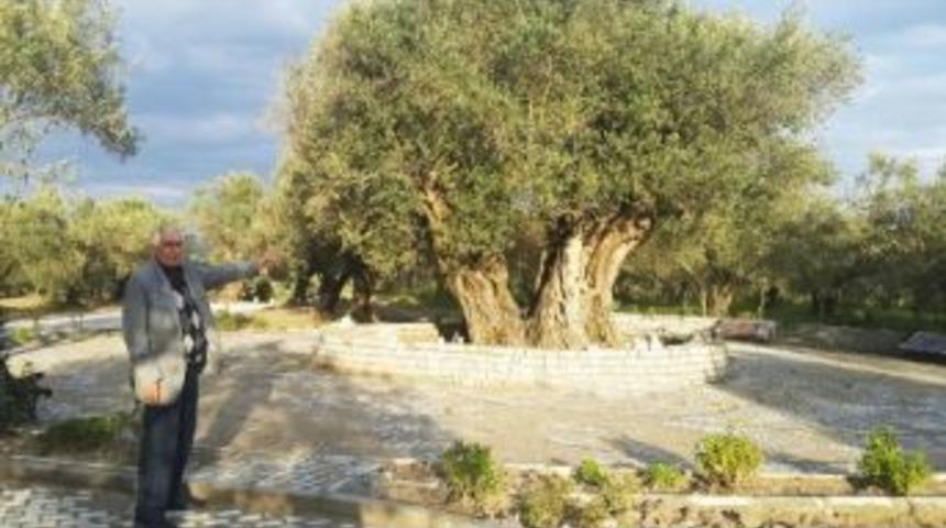1650 Yıllık Zeytin Ağacı B&uuml;y&uuml;k İlgi G&ouml;r&uuml;yor