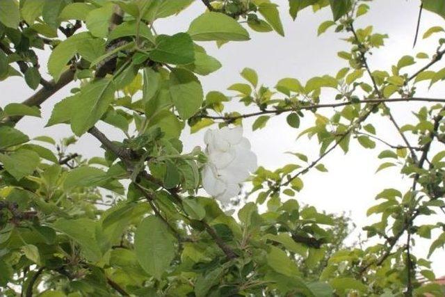 Aksaray’da Elma Ağacı Gül Açtı