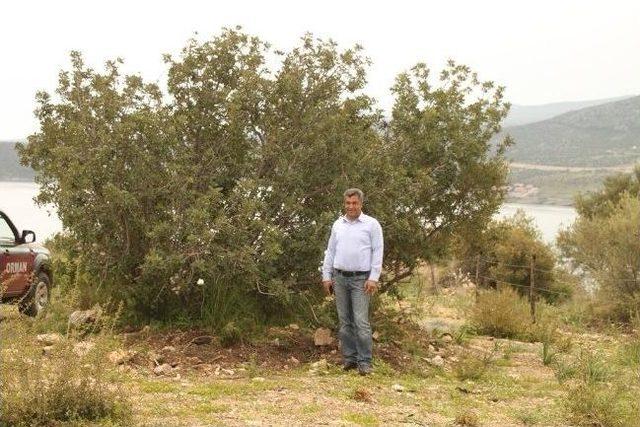 Karaburun Yarımadası, Artık Yeşilburun Yarımadası