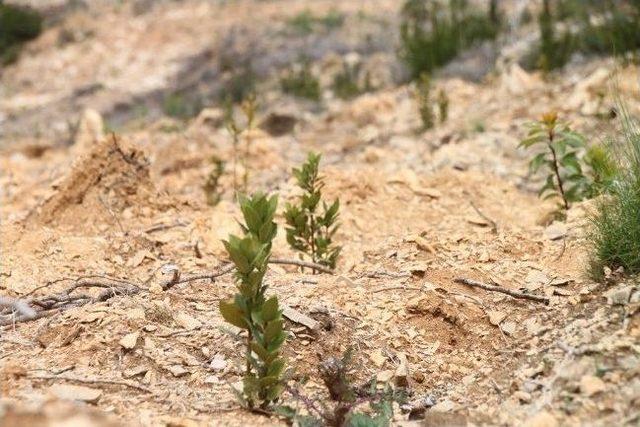 Karaburun Yarımadası, Artık Yeşilburun Yarımadası