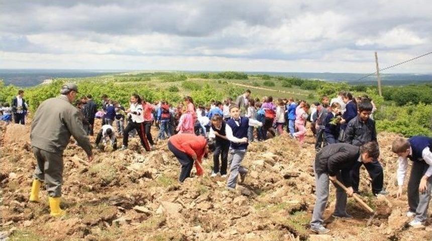 Vize&rsquo;de Bin 500 Adet Sedir Fidanı Dikildi