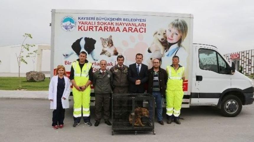 Tedavisi Tamamlanan &Ccedil;akal Doğaya Salındı