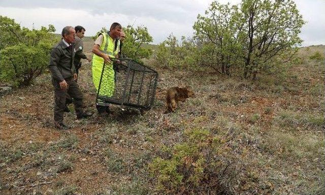 Tedavisi Tamamlanan Çakal Doğaya Salındı