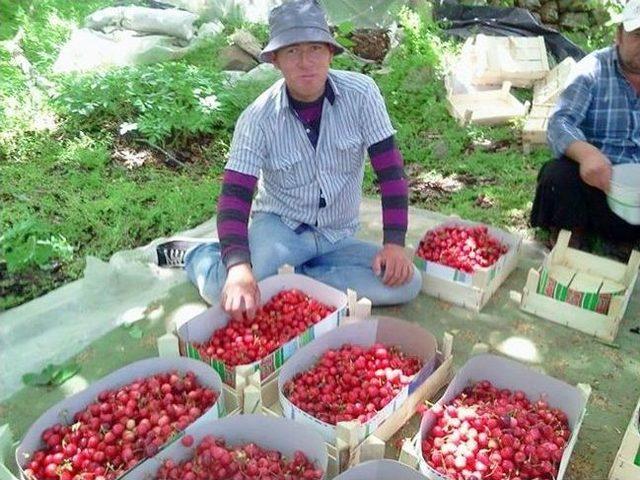 Yüksek Fiyattan Satılan Erik Ve Kiraz, Üreticisinin Yüzünü Güldürdü