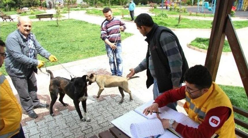 Evcil Hayvanlara &Uuml;cretsiz Aşı