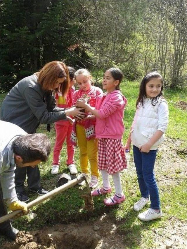 Küre'de Okul Bahçesine 600 Fidan Dikildi